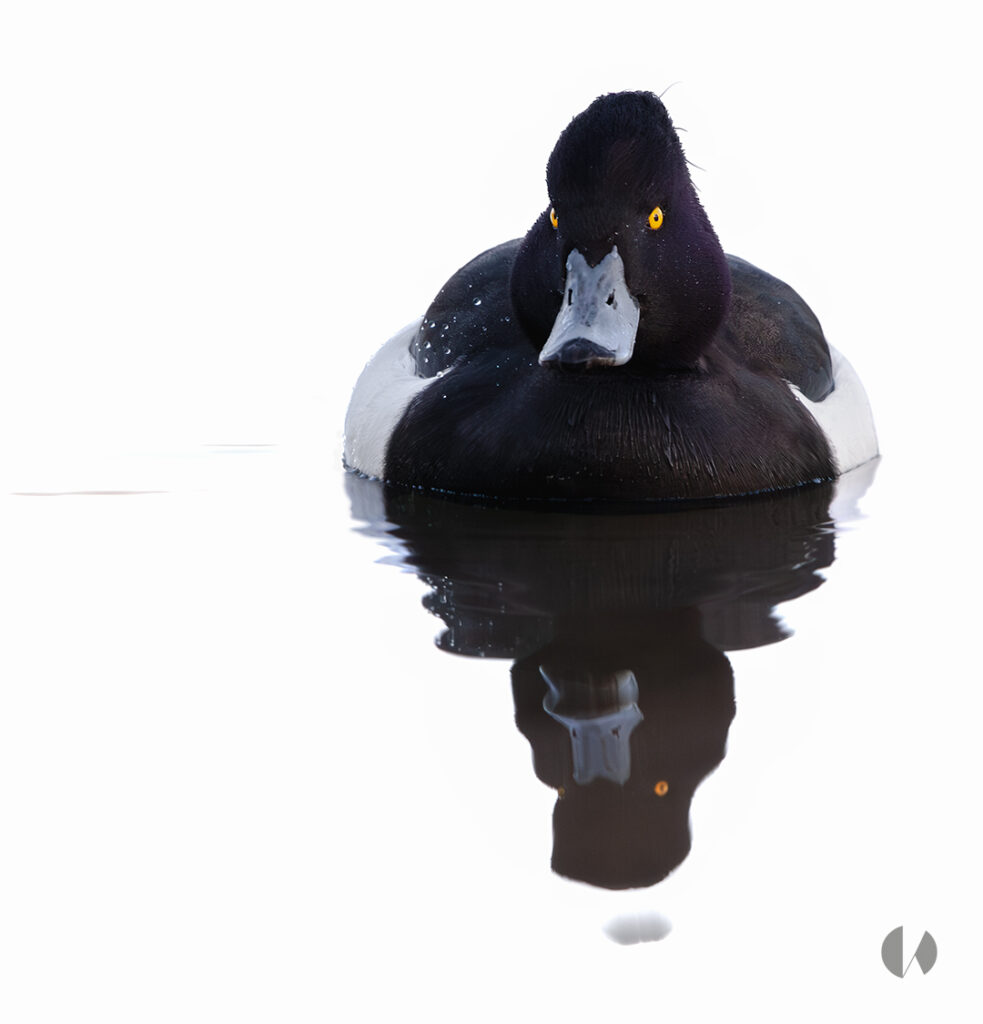 Cheeks © Kim Le Cao